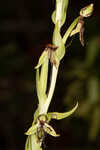 Longhorn bog orchid